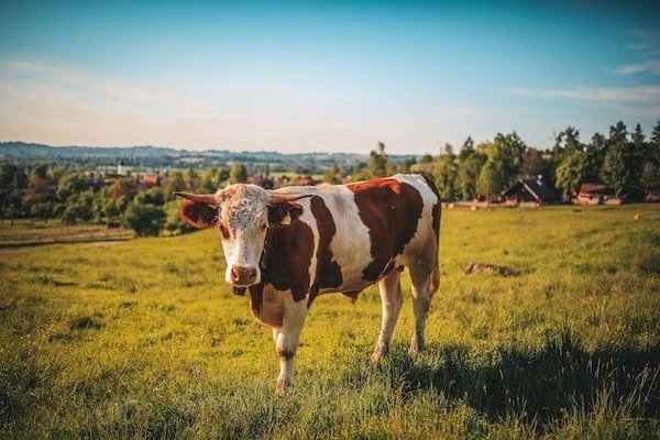Quelques astuces pour investir dans la vache